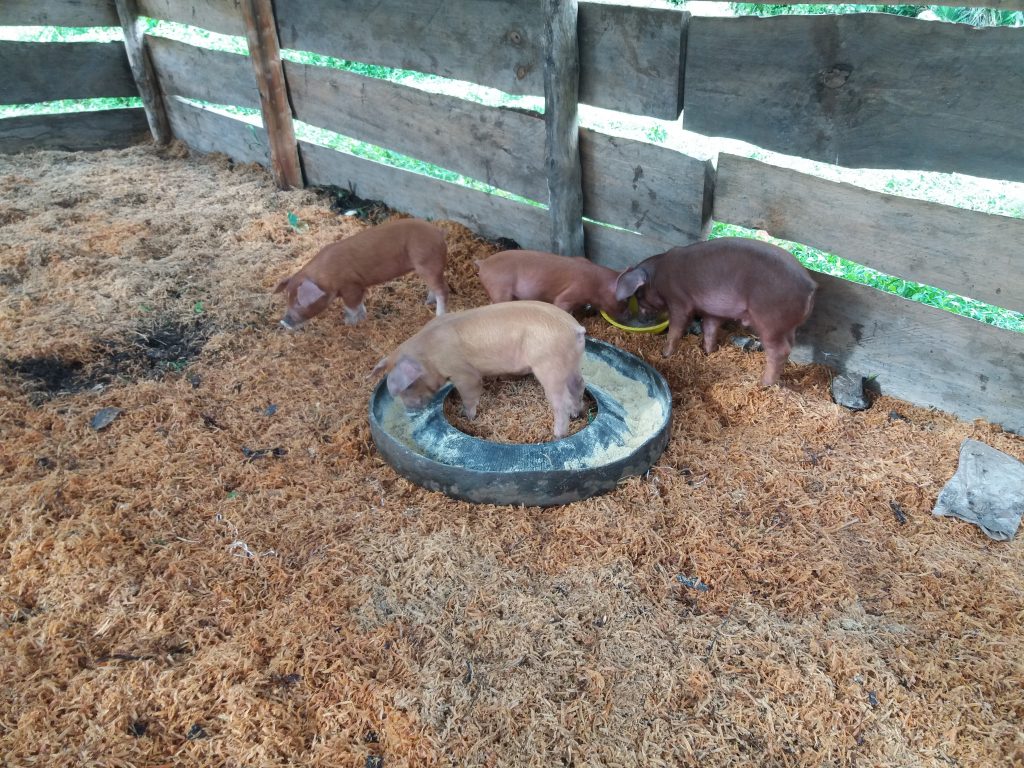 Piglets arriving in May